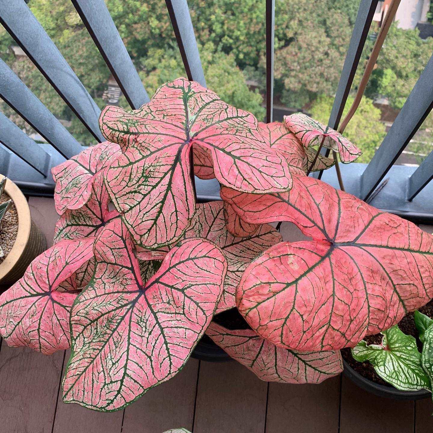 Caladium Spring Fling - Image 3