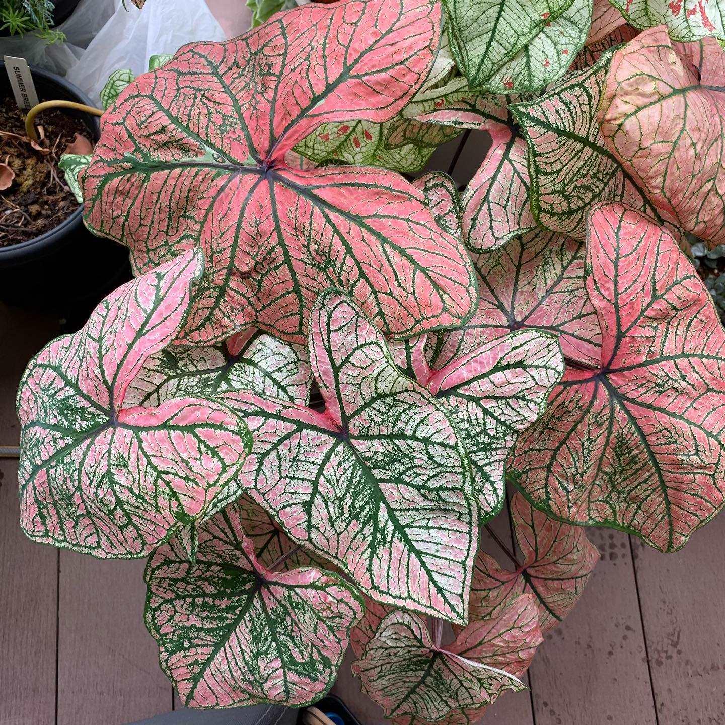 Caladium Spring Fling - Image 4