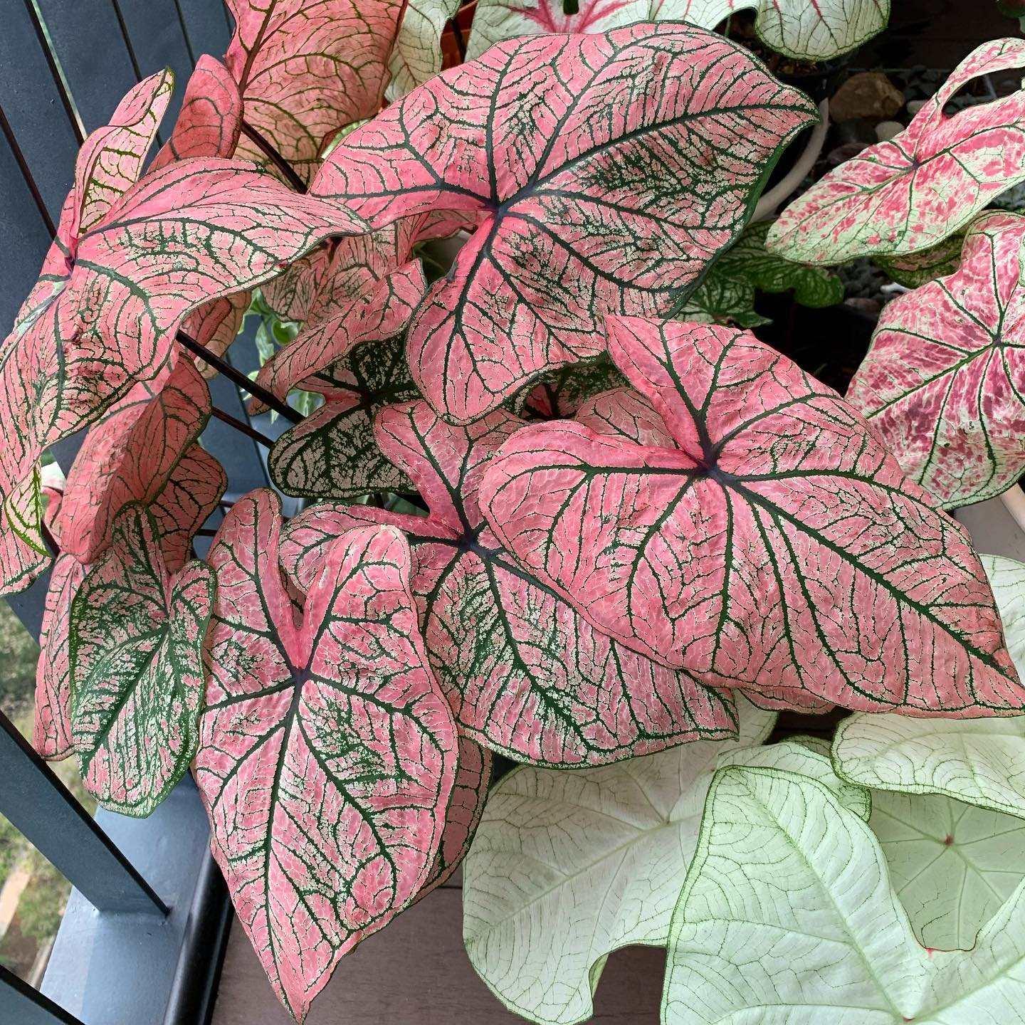 Caladium Spring Fling - Image 5