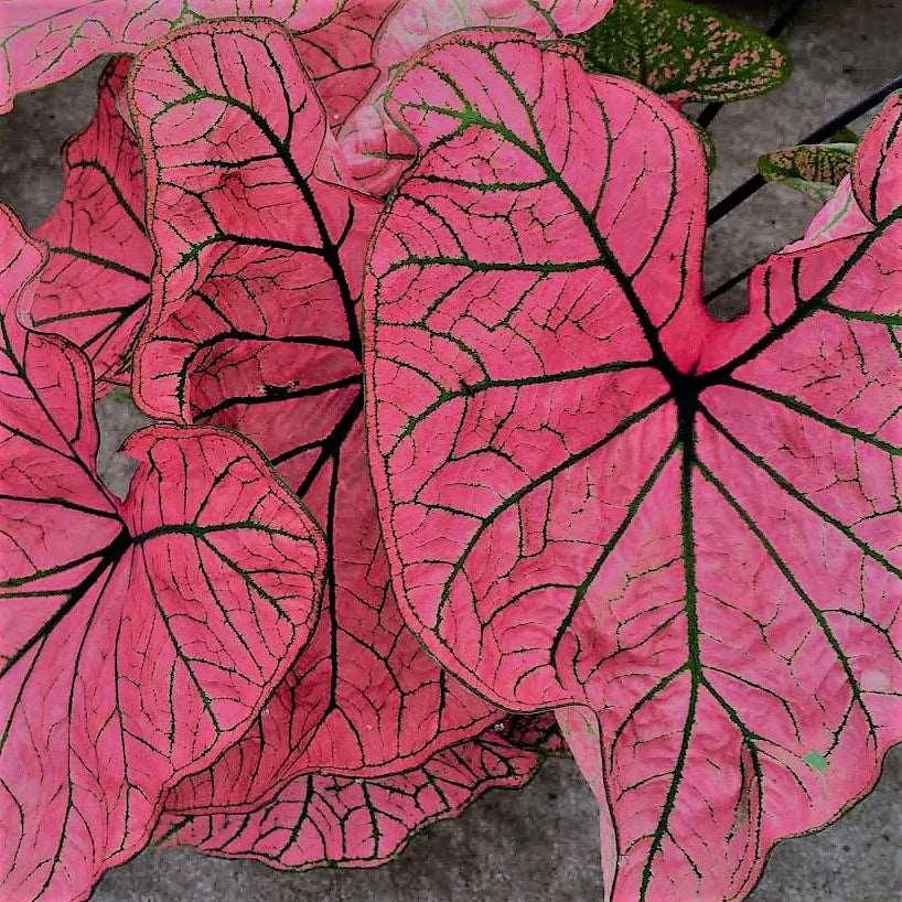 Caladium Spring Fling - Image 6