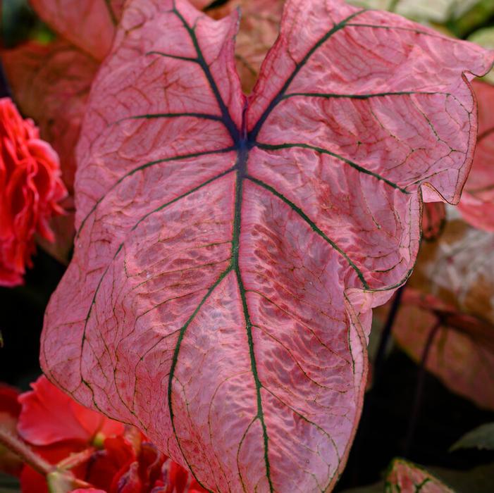 Caladium Spring Fling - Image 7