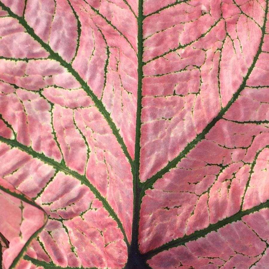 Caladium Spring Fling - Image 8