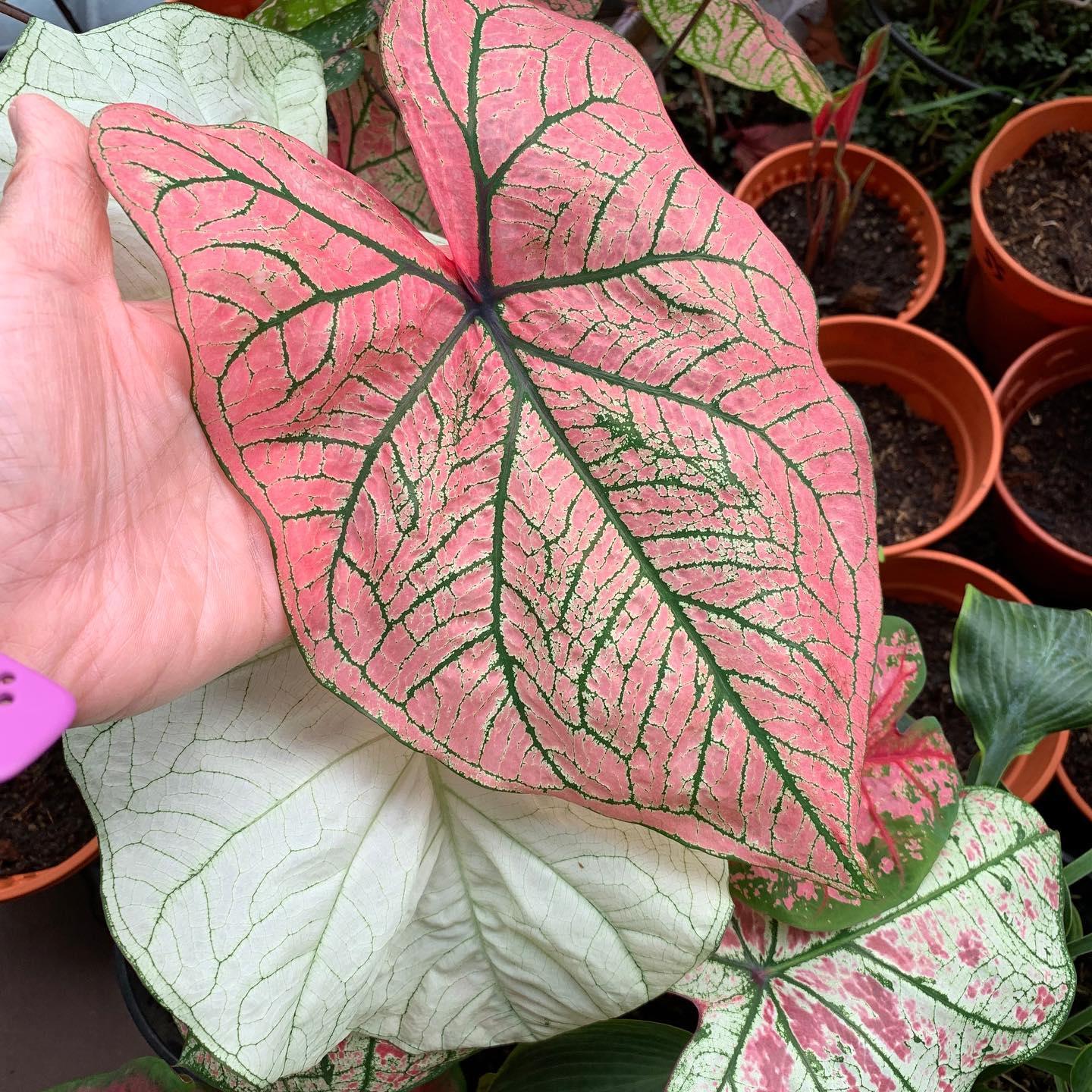 Caladium Spring Fling - Image 9