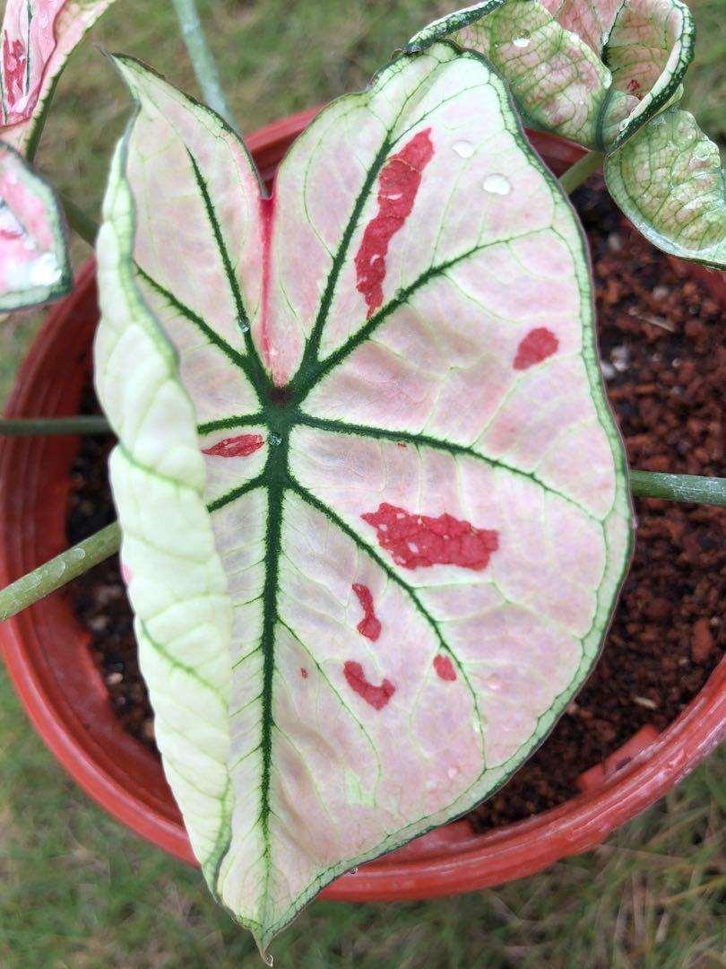 Caladium Strawberry Star - Image 3