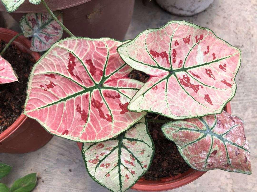 Caladium Strawberry Star - Image 4