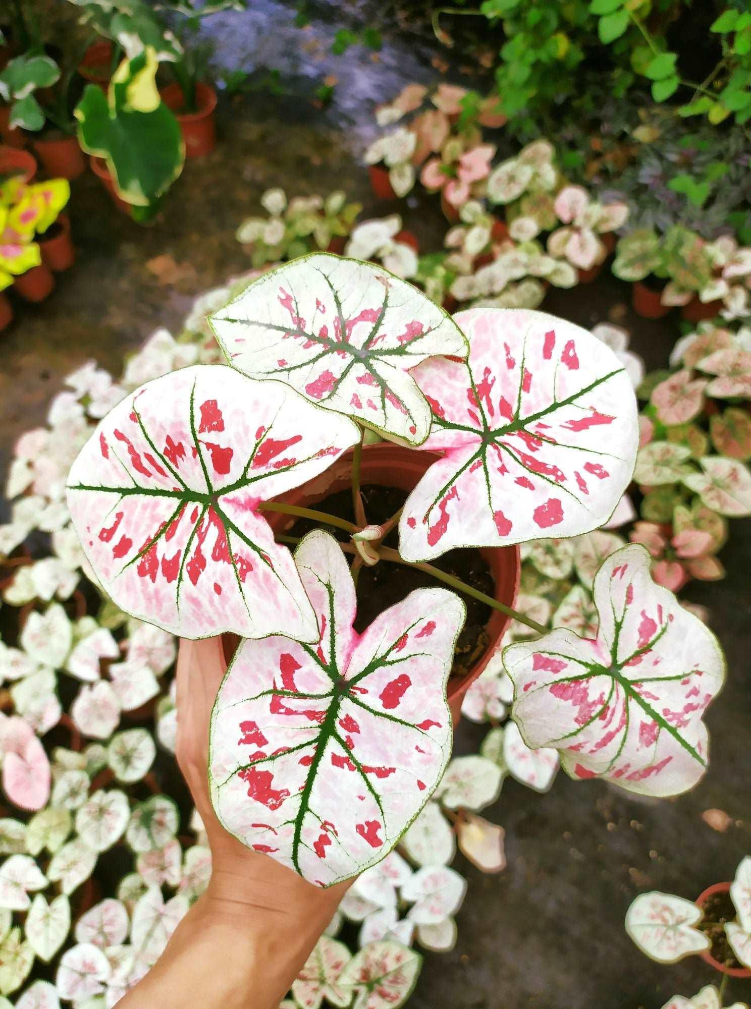 Caladium Strawberry Star - Image 5