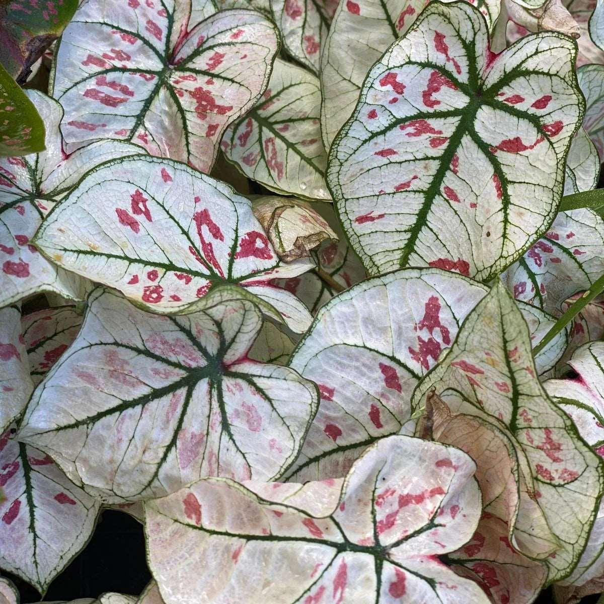 Caladium Strawberry Star - Image 6
