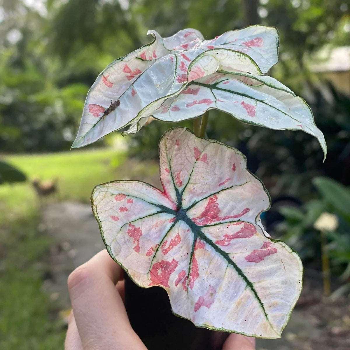 Caladium Strawberry Star - Image 7