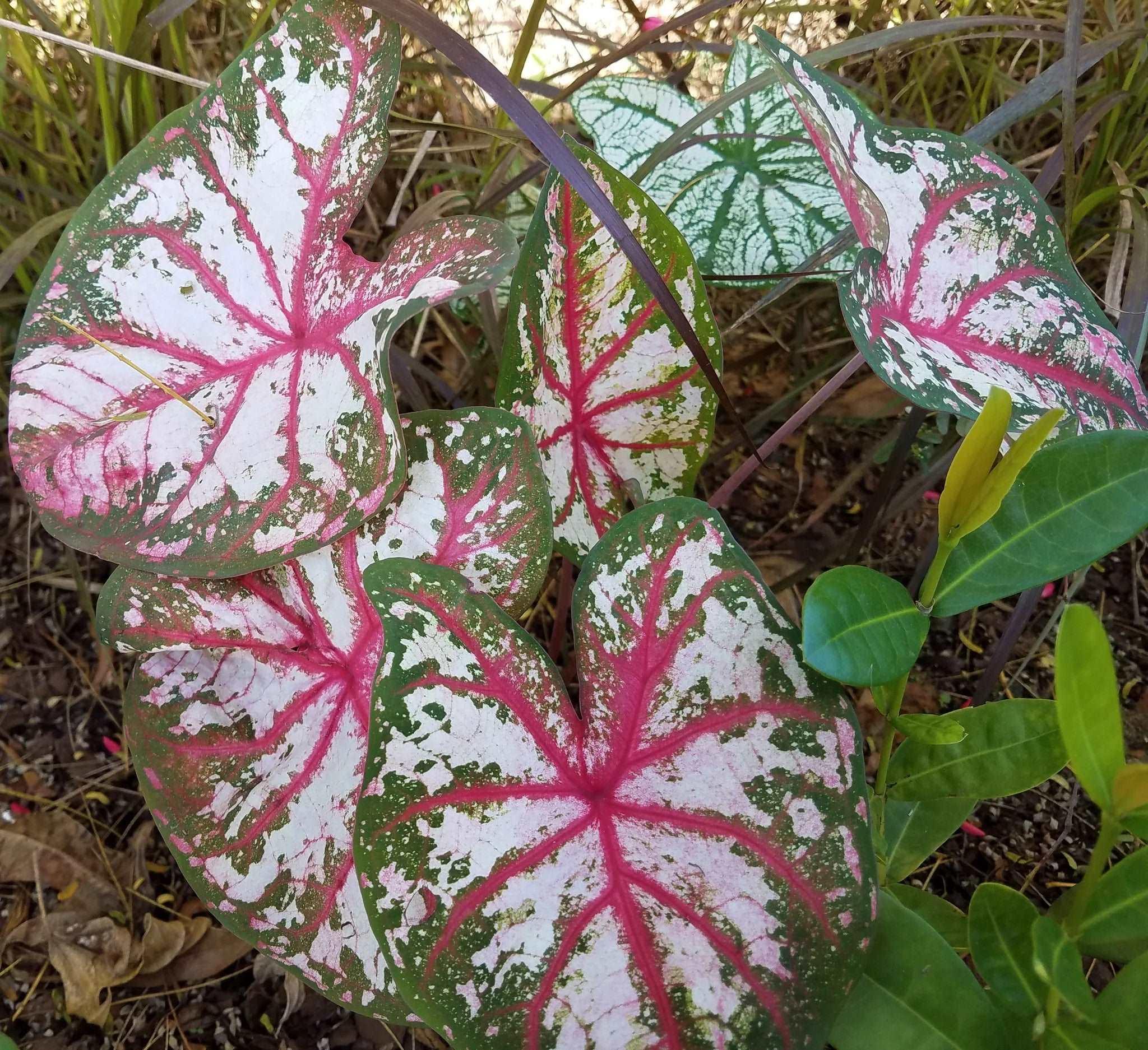 Caladium Tapestry - Image 2