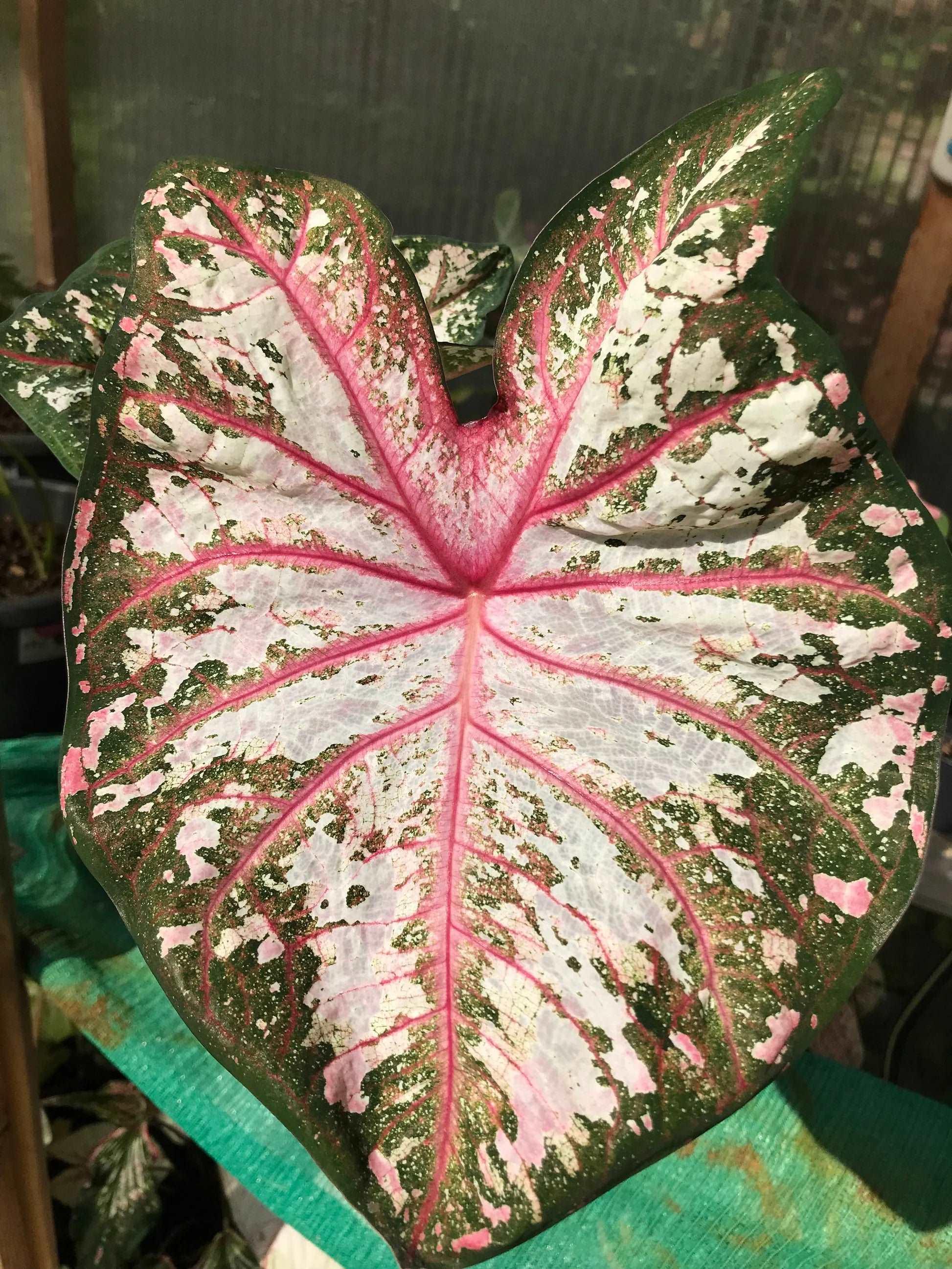 Caladium Tapestry - Image 3