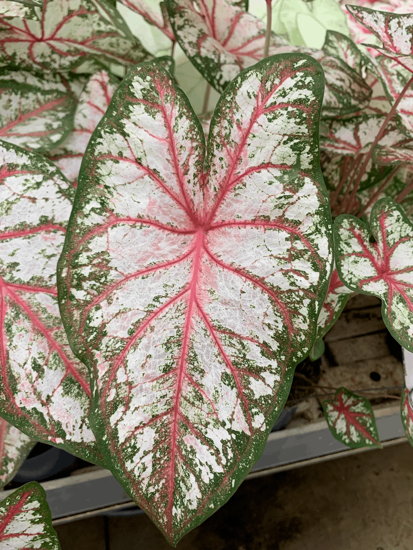 Caladium Tapestry - Image 4