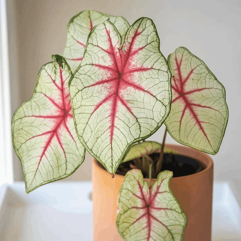 Caladium White Queen - Image 3