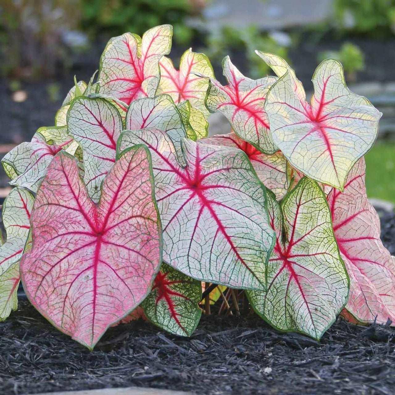 Caladium White Queen - Image 4