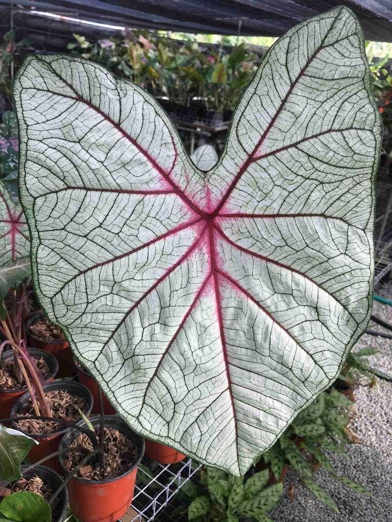 Caladium White Queen - Image 5