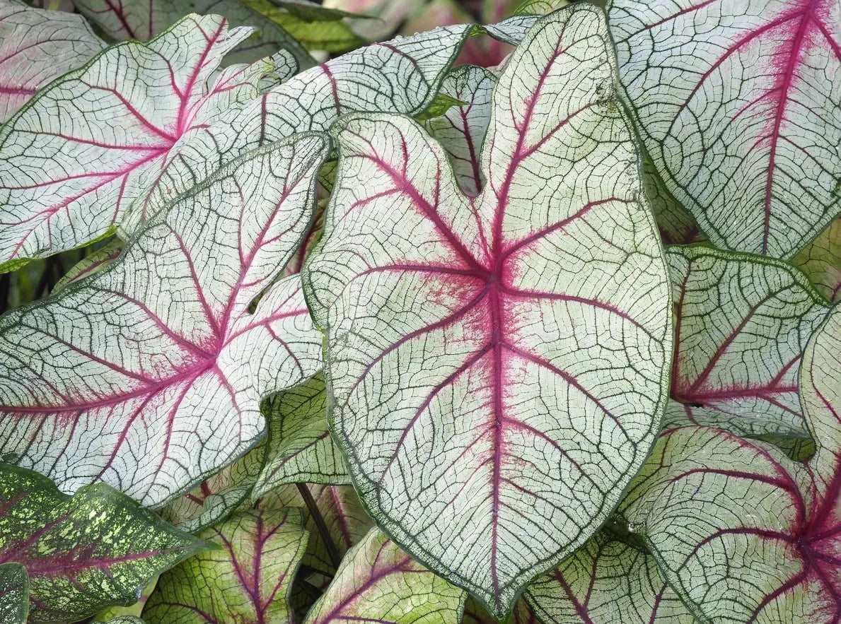 Caladium White Queen - Image 6