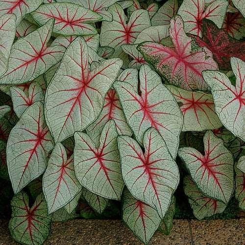 Caladium White Queen - Image 7