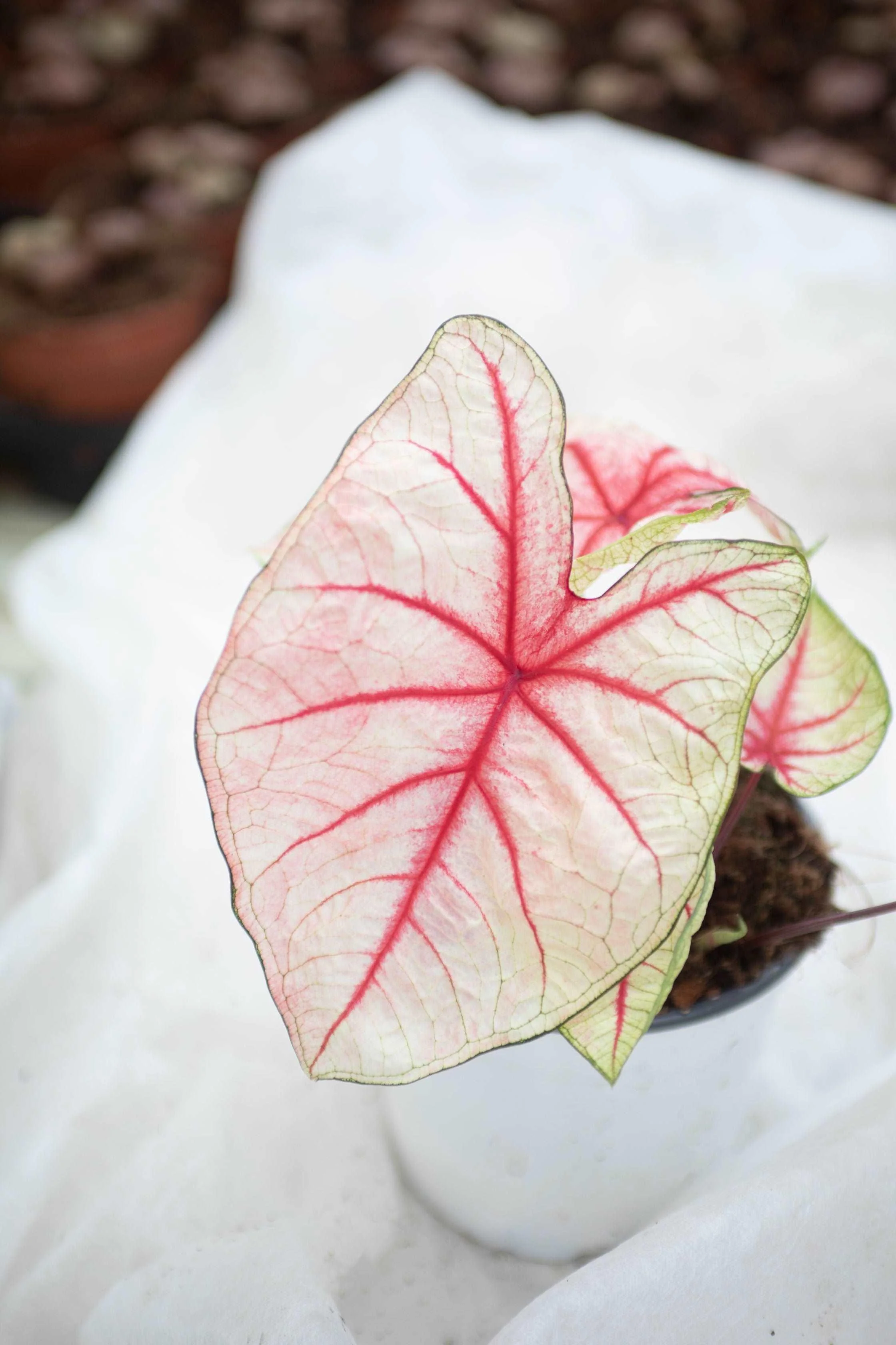 Caladium White Queen - Image 8