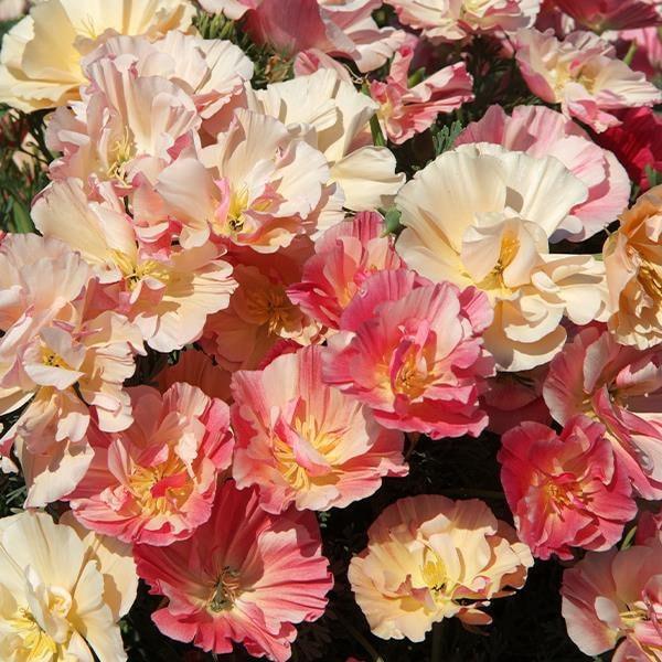 California Poppy "Thai Silk Appleblossom Chiffon" - Image 3