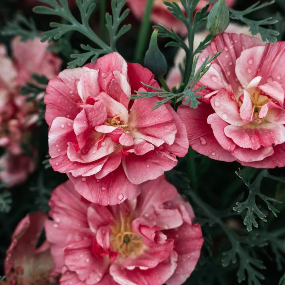 California Poppy "Thai Silk Appleblossom Chiffon" - Image 4