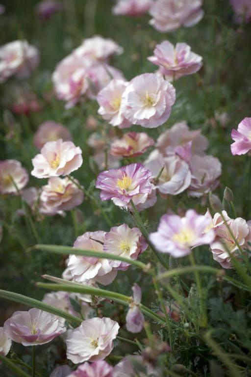 California Poppy "Thai Silk Appleblossom Chiffon" - Image 5