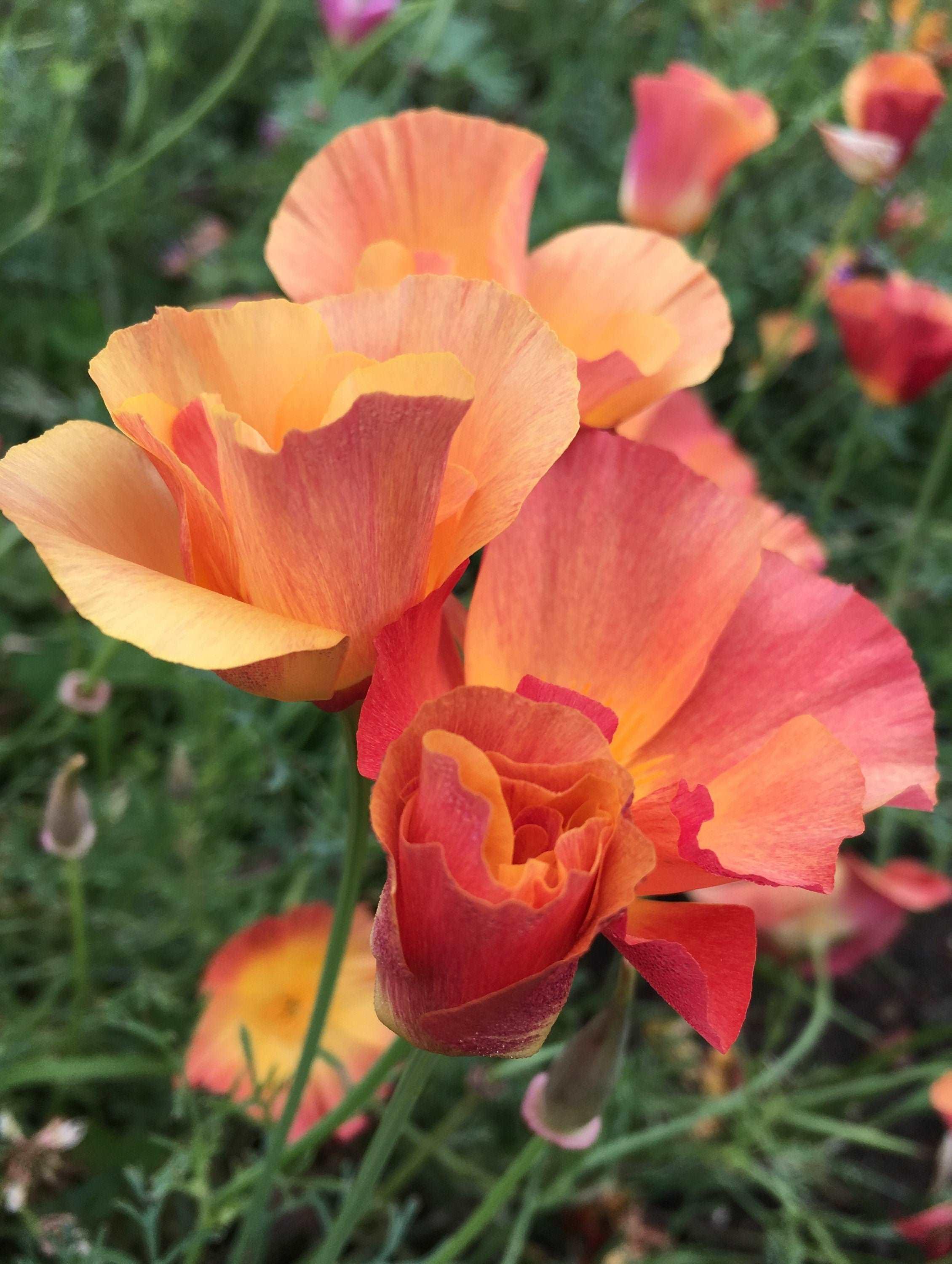 California Poppy "Thai Silk Apricot Chiffon" - Image 3