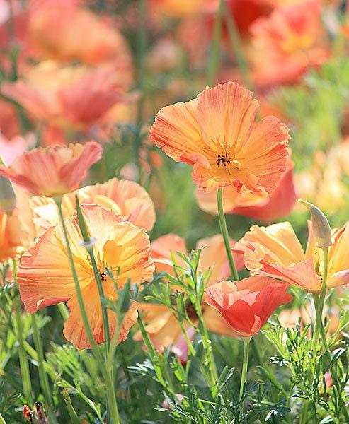 California Poppy "Thai Silk Apricot Chiffon" - Image 4