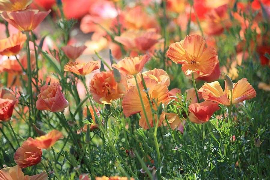 California Poppy "Thai Silk Apricot Chiffon" - Image 5