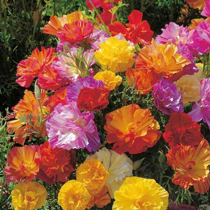 California Poppy "Thai Silk Mix" - Image 3