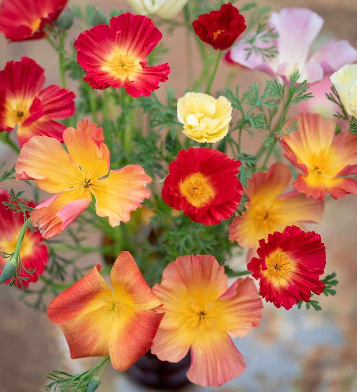 California Poppy "Thai Silk Mix" - Image 4