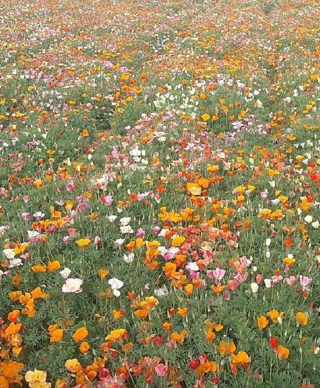 California Poppy "Thai Silk Mix" - Image 5