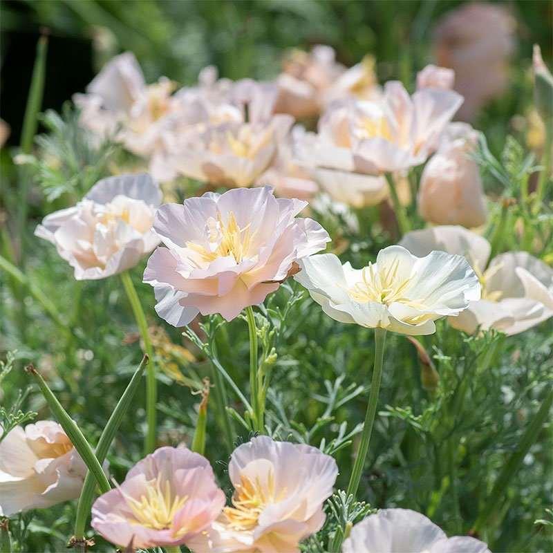 California Poppy "Thai Silk Pink Champagne" - Image 3