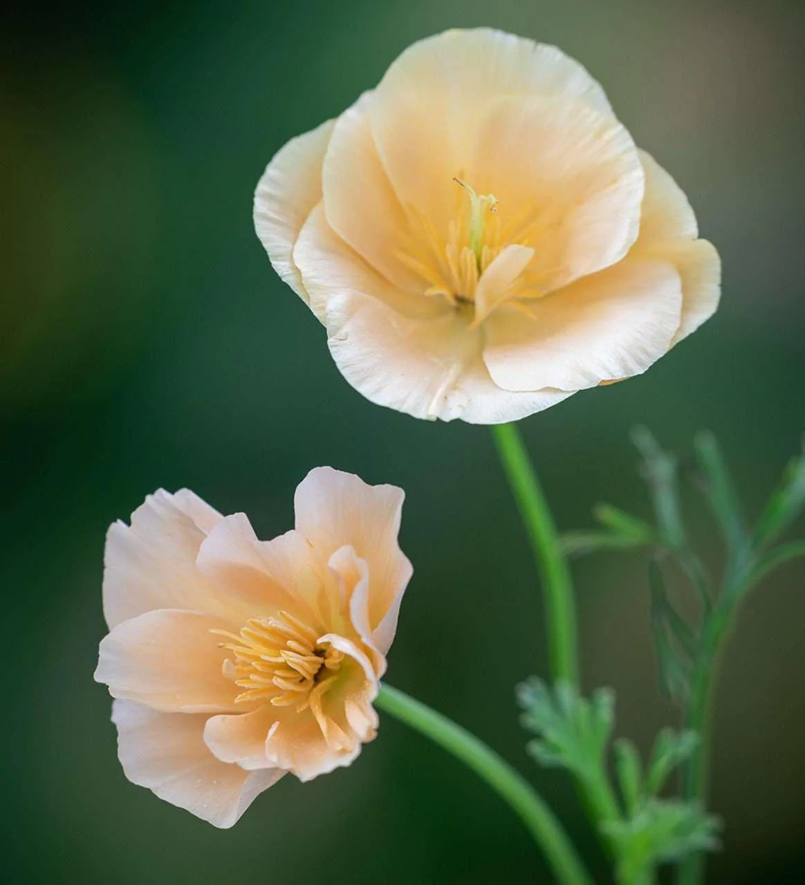 California Poppy "Thai Silk Pink Champagne" - Image 4