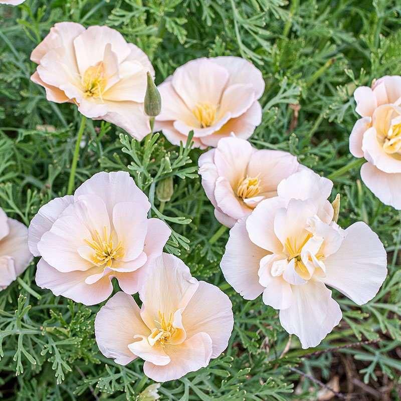 California Poppy "Thai Silk Pink Champagne" - Image 5
