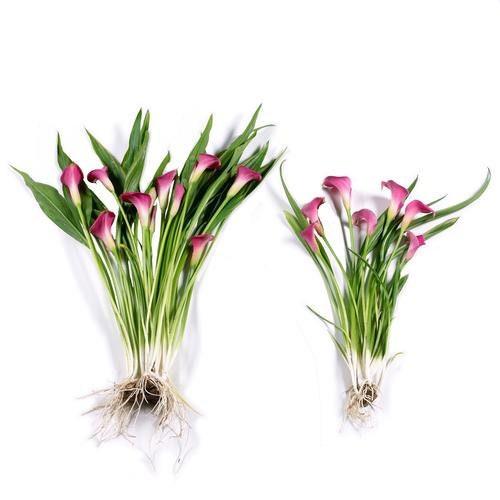 Calla Lily "California Red" - Image 3