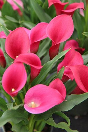 Calla Lily "California Red" - Image 4