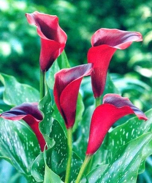 Calla Lily "California Red" - Image 5