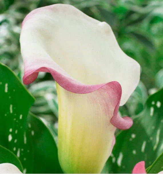 Calla Lily "Crystal Blush" - Image 3