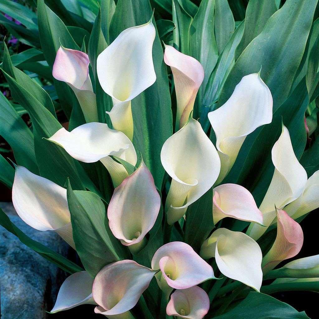 Calla Lily "Crystal Blush" - Image 4