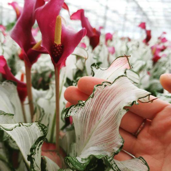 Calla Lily "Frozen Queen" - Image 3