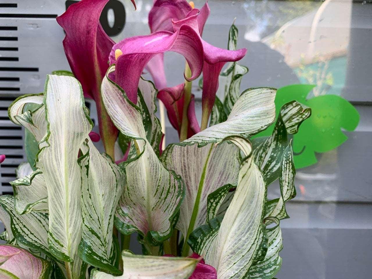 Calla Lily "Frozen Queen" - Image 4
