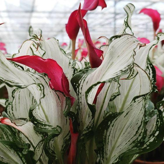 Calla Lily "Frozen Queen" - Image 5