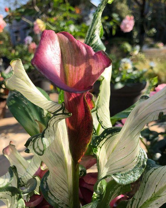 Calla Lily "Frozen Queen" - Image 6