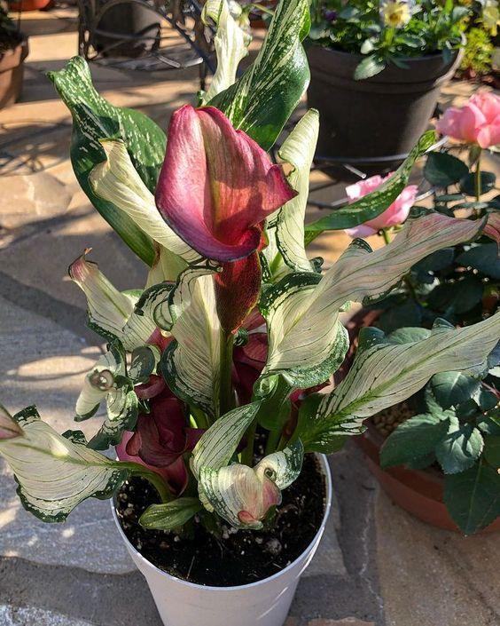 Calla Lily "Frozen Queen" - Image 7