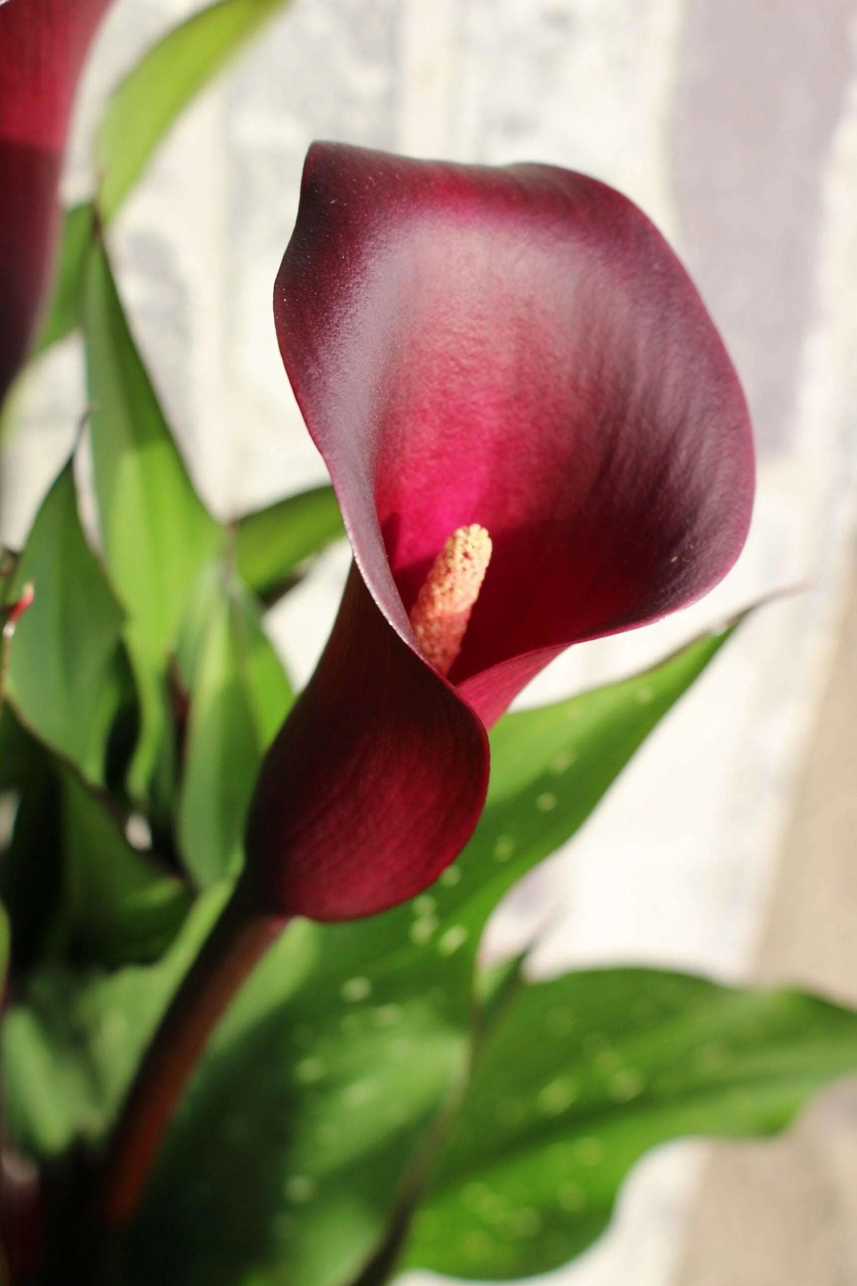 Calla Lily "Macau" - Image 3