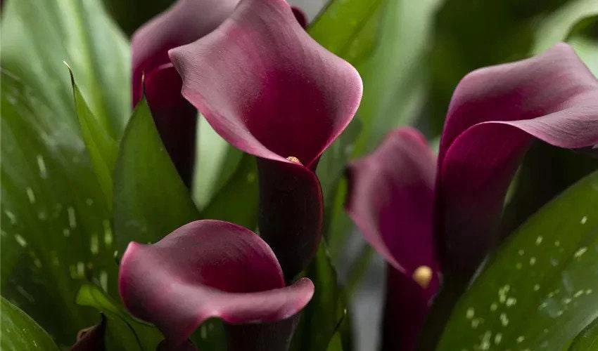 Calla Lily "Macau" - Image 4