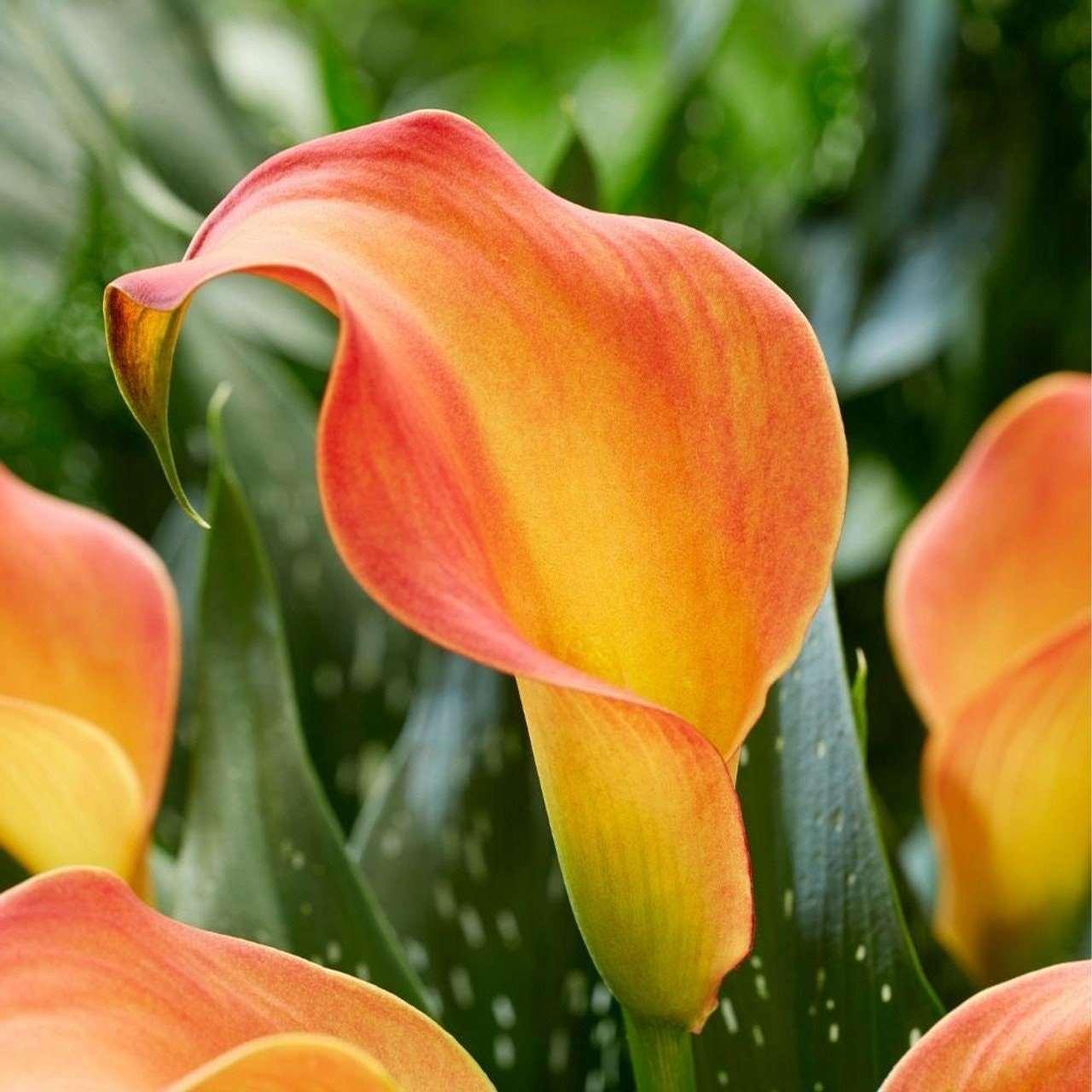 Calla Lily "Morning Sun" - Image 3