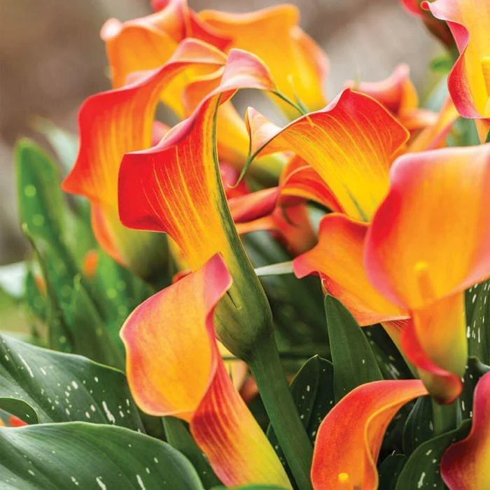 Calla Lily "Morning Sun" - Image 4