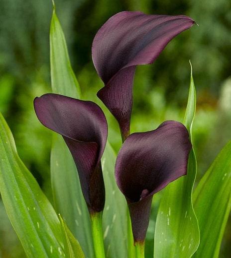 Calla Lily "Odessa" - Image 4
