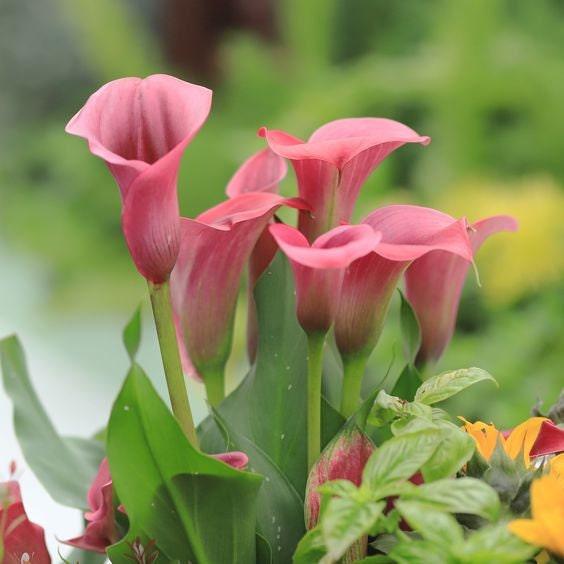 Calla Lily "Pillow Talk" - Image 3