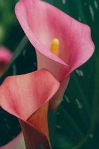 Calla Lily "Pillow Talk" - Image 5